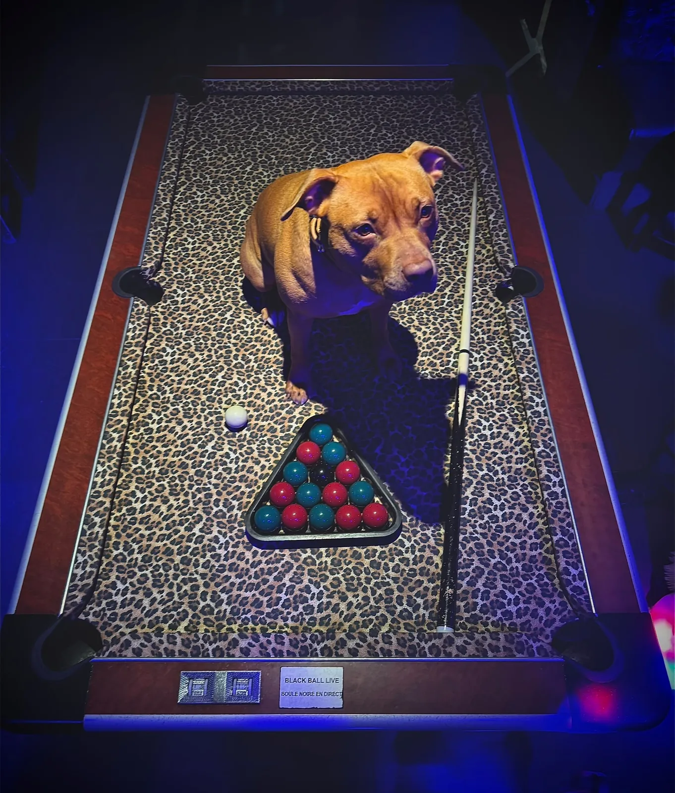 Le chien du Barrel, assis sur le billard au tapis léopard