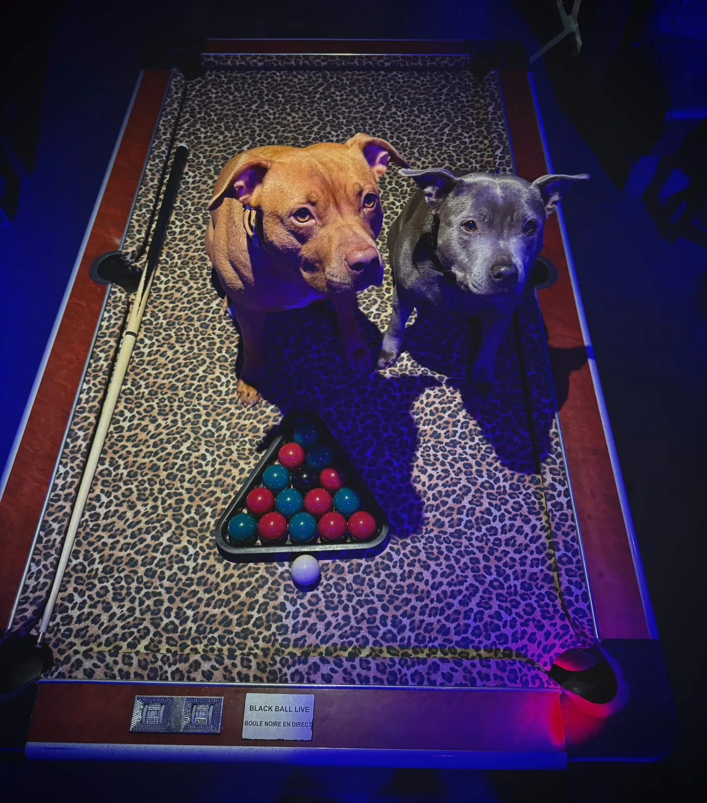 Les deux chiens de la maison